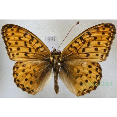 Argynnis adippe (Denis & Schiffermüller, 1775) female Dostojka adype Croatia99f